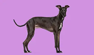 Black greyhound dog standing, looking at camera with a purple studio background