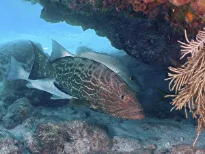 Black grouper (Mycteroperca bonaci)