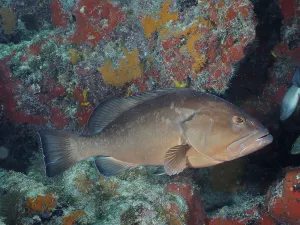 Framed Print : Black grouper (Mycteroperca bonaci) Framed Print : Black grouper (Mycteroperca bonaci)