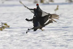Black Grouse