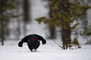 Black Grouse, Black Grouse, Courtship