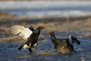 Black Grouse, Black Grouse, Hamra