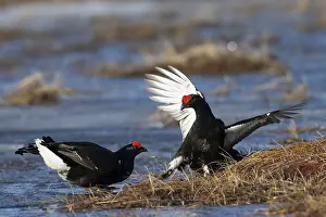 Black Grouse, Black Grouse, Hamra