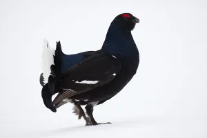 Black Grouse or Blackgame (Lyrurus tetrix)