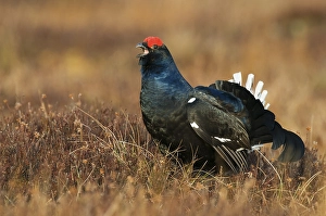 Black Grouse or Blackgame (Lyrurus tetrix or Tetrao tetrix)
