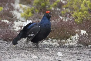 Black grouse, courtship behaviour