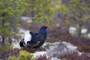 Black grouse, courtship behaviour