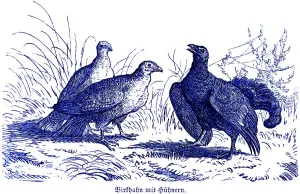 Black grouse with hens, Hubertus hunting and hunting scenes