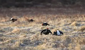 Five Black Grouse at lek, Two Black Grouse in front and three other black grouse soft in the background