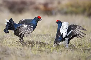 Black grouse (Lyrurus tetrix), black grouse courtship in Sweden