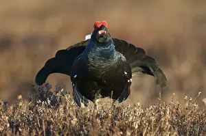 Black Grouse (Lyrurus tetrix), cock performing courtship display in a Swedish bog