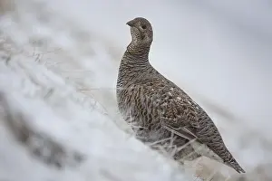 Black grouse (Lyrurus tetrix), female in the snow