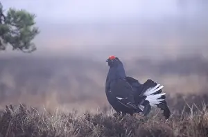 Black grouse (Lyrurus tetrix) in morning fog during courtship (Birkhuhn) (Birkwild)