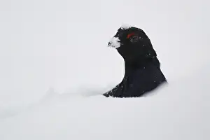 Black grouse (lyrurus tetrix), Sweden