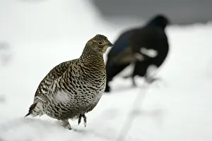 Black grouse (lyrurus tetrix), Sweden
