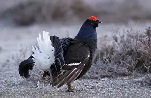 Black Grouse (Lyrurus tetrix, Tetrao tetrix)