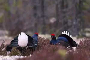 Black grouse, Lyrurus tetrix, Tetrao tetrix