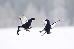 Black grouse (Tetrao tetrix) two adult males fighting at the lick in the snow