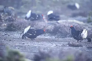 Black grouse (Tetrao tetrix) courting in the morning mist