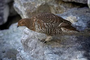 Black Grouse (Tetrao tetrix), hen