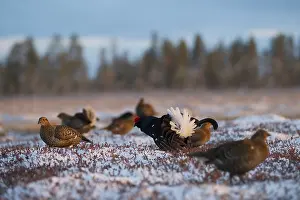 Black grouse (Tetrao tetrix), hens on mating arena