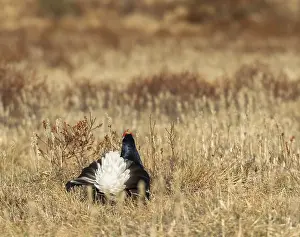 Black grouse (Tetrao tetrix) lek in Iveland