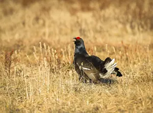 Black grouse (Tetrao tetrix) lek in Iveland