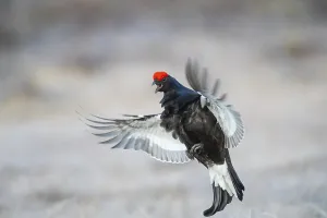 Black grouse (Tetrao tetrix) male