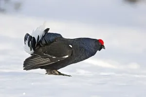 Black Grouse (Tetrao tetrix) male