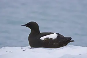Black guillemot (Cepphus grylle)