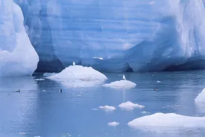 Black guillemot (Cepphus grylle) birds swimming in the cold sea water by a glacier with ice floes