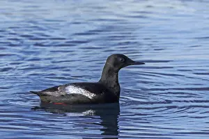 Black guillemot / tystie (Cepphus grylle)