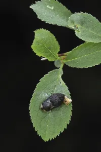Black Hairstreak (Satyrium pruni)