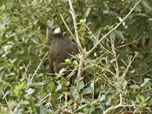 Black hawk, Great Black Hawk, Buteogallus urubitinga