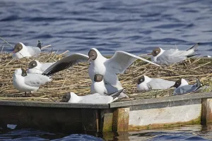 Black-headed Black-headed Gull some birds standing on breeding raft in water during mating variously sighted