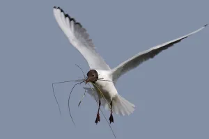Black-headed Black-headed Gull (Chroicocephalus ridibundus)