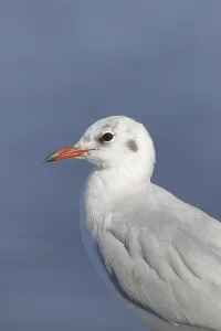 Black-headed Black-headed Gull (Chroicocephalus ridibundus)