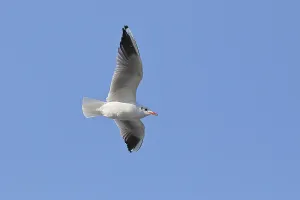 Black-headed Black-headed Gull (Chroicocephalus ridibundus)