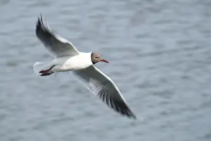 Black-headed Black-headed Gull (Chroicocephalus ridibundus) in flight