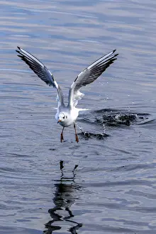 Black-headed Black-headed Gull (Chroicocephalus Ridibundus) with outstretched wings over the water