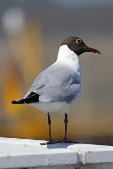 Black-headed Black-headed Gull (Larus ridibundus) in breeding plumage standing on a railing in the harbour