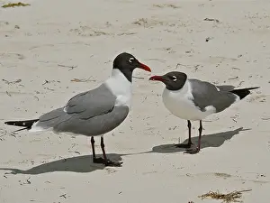 Black-headed Black-headed Gull (Leucophaeus atricilla)