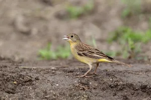 Black-headed bunting (Emberiza melanocephala)