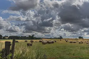 Black-headed domestic sheep (Ovis gmelini aries) on pasture