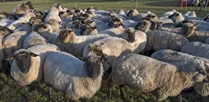Black-headed domestic sheep (Ovis gmelini aries) penned for loading on the pasture in the early morning