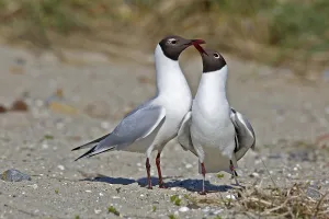 Black-headed Gull (Chroicocephalus ridibundus)