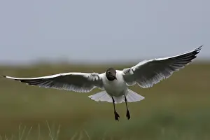 Black-headed Gull (Chroicocephalus ridibundus)