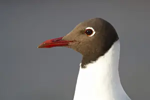 Black-headed Gull (Chroicocephalus ridibundus)
