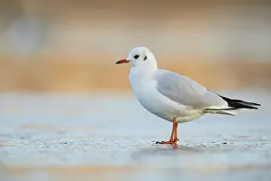 Black-headed Gull (Chroicocephalus ridibundus)