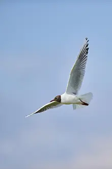 Black-headed gull (Chroicocephalus ridibundus)